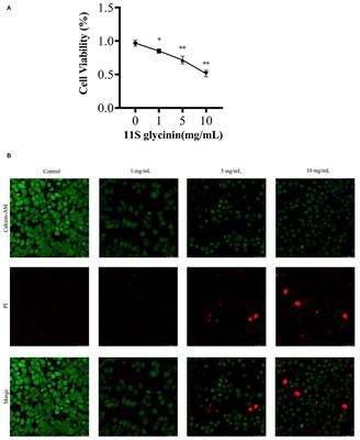 11S Glycinin Up-Regulated NLRP-3-Induced Pyroptosis by Triggering Reactive Oxygen Species in Porcine Intestinal Epithelial Cells